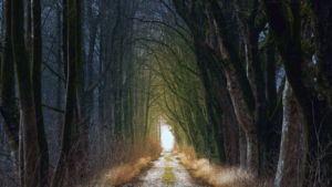 A tranquil forest pathway lined with tall, bare trees, their branches arching overhead to form a natural tunnel. A soft light emanates from the end of the path, suggesting a clearing or exit in the distance. The ground is covered with fallen leaves and patches of grass, leading into the serene depth of the woods.