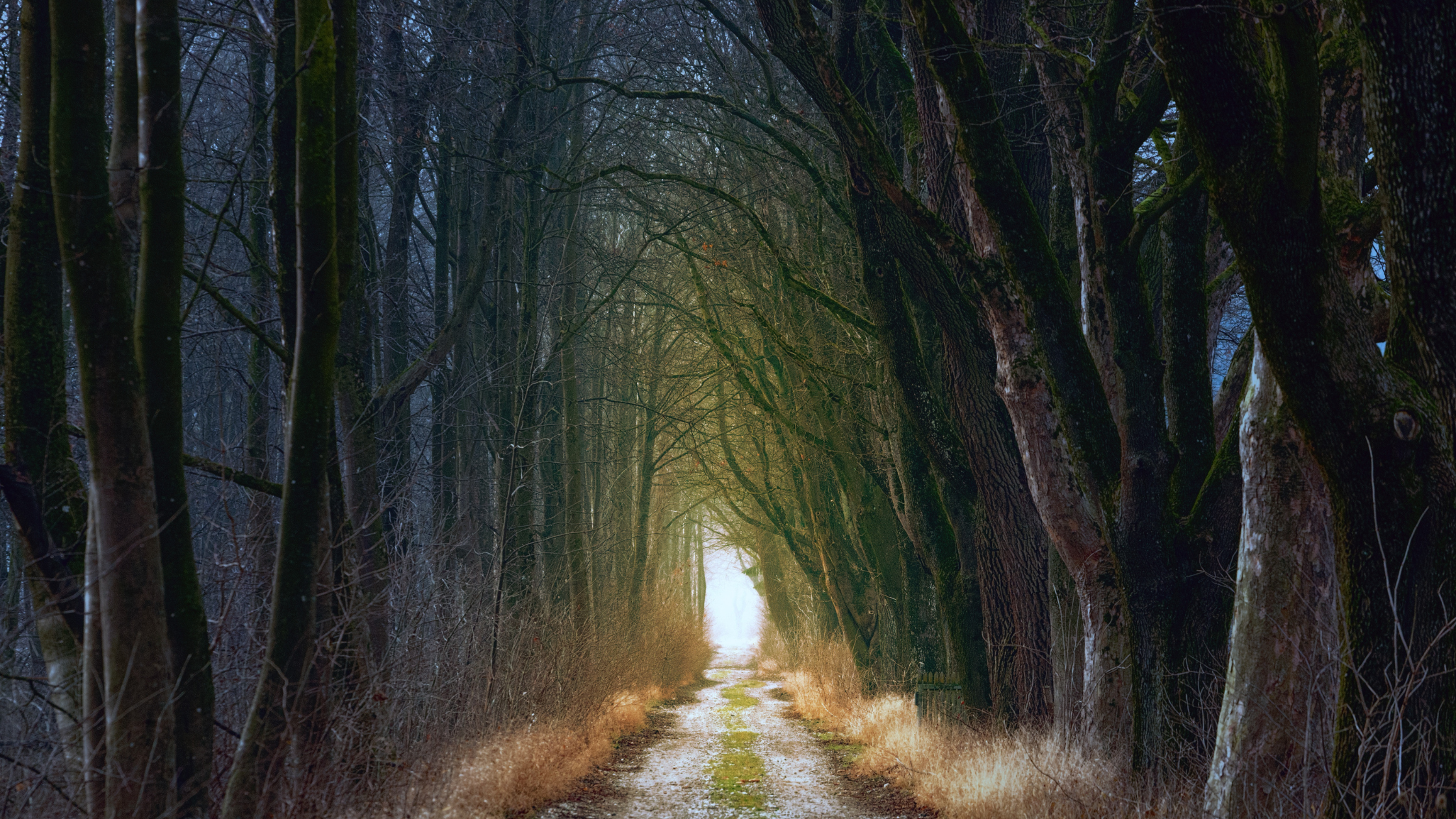 A tranquil forest pathway lined with tall, bare trees, their branches arching overhead to form a natural tunnel. A soft light emanates from the end of the path, suggesting a clearing or exit in the distance. The ground is covered with fallen leaves and patches of grass, leading into the serene depth of the woods.